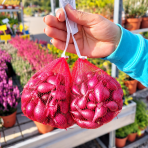Cibuľa sadzačka zimná červená (Allium cepa) 'ELECTRIC' – veľkosť 10-21 mm, 250G